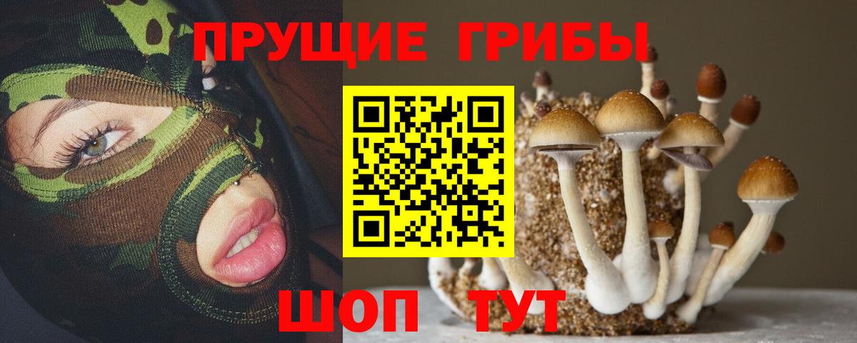Будённовск  наркошоп  Вход с VPN  Псилоцибиновые грибы мицелий 